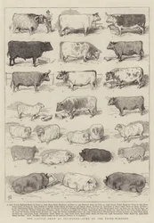 Die Viehschau in Islington, einige der Preisträger